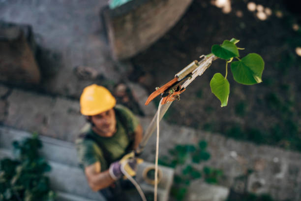 Best Emergency Storm Tree Removal  in USA